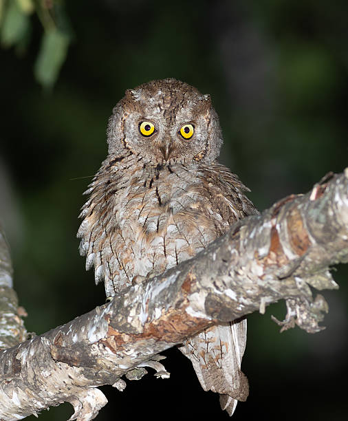 istock Eurasian scops owl, Otus scops. A bird sits on a branch, feathers fluffed up 2225583990