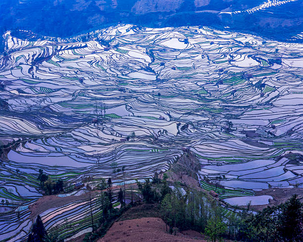 istock Duoyishu Rice Terraces, Yuanyang County 2225584316