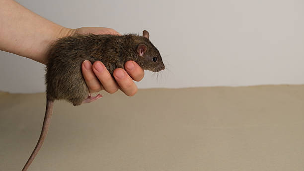 istock Brown rat in a human hand. 2225590051