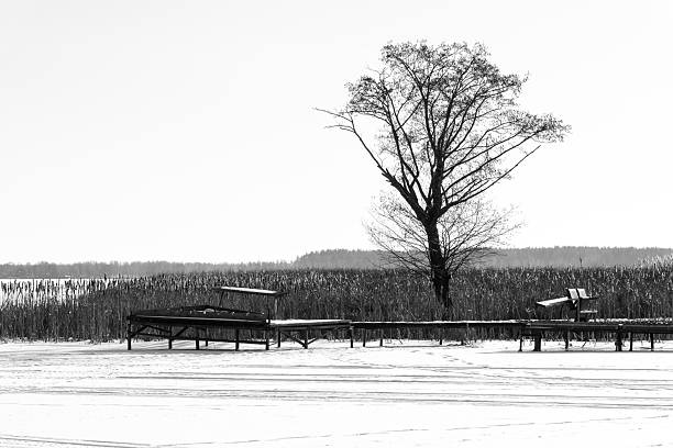 Black-and-white winter image of a solitary tree silhouetted on the edge of a frozen forest lake. Calm snow-covered landscape, soft contrast, and tall reeds evoke seasonal silence and stillness.