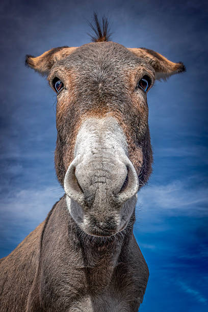 istock Wild Burro Nose to Nose 2225590555