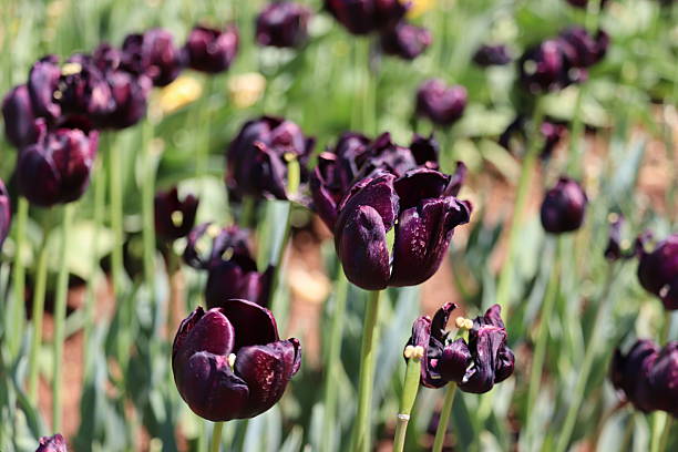 Purple tulips in a field during a springtime day in Flevoland, The Netherlands. Close up photo with limited depth of field.