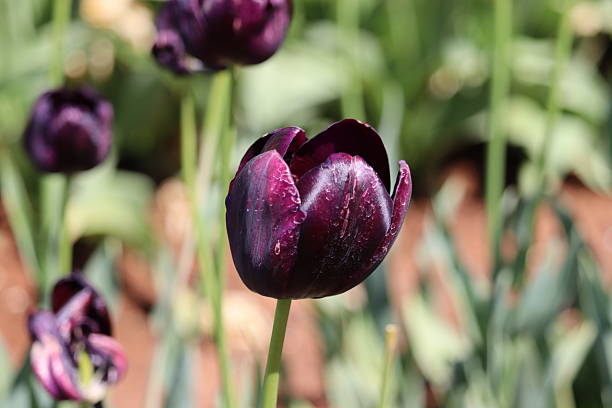 istock Tulip Flowers in Spring time. Victoria-Australia. 2225593327
