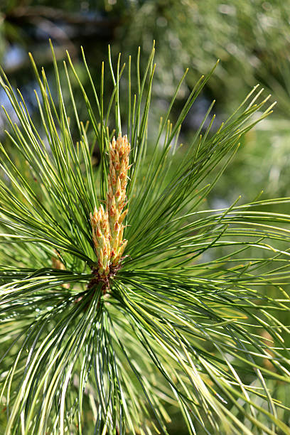 istock Blossoming cedar conifer branch with candle, young cone - vertical 2225595630