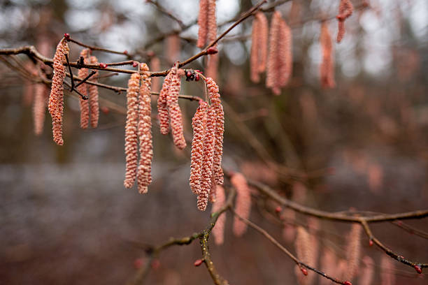 Detailed view of hazel catkins hanging from thin brancheswith a soft-focus forest background in earthy tones.