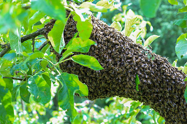 istock A massive swarm of bees densely covers a thick tree branch, harmoniously blending into the green canopy. This detailed shot demonstrates the natural phenomenon of swarming, highlighting the vital activity and unity of the insects. 2225598551