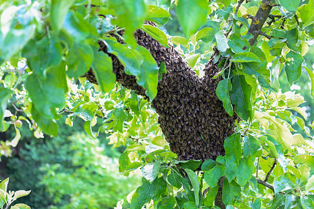 istock A natural wonder: a massive cluster of bees tightly covers a tree branch, forming a unique living shape. This close-up reflects the complex organization of the bee swarm and its interaction with the environment. 2225598558