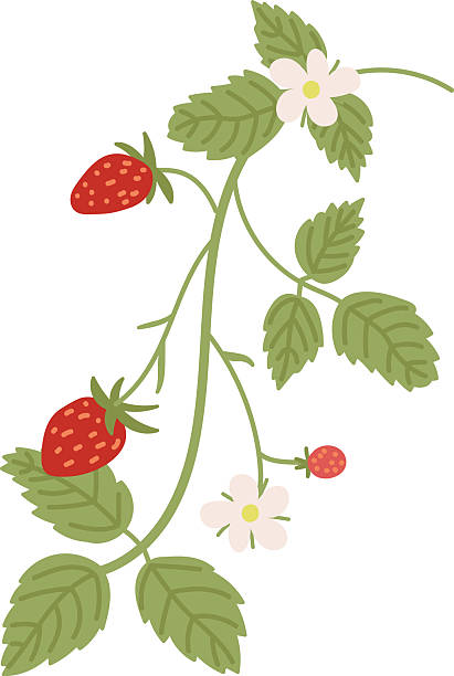 490+ Strawberries On Vine Illustrations - iStock