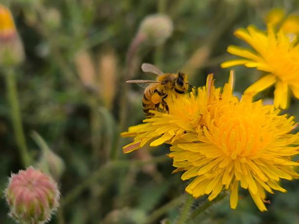 istock Honey Bee Collecting Nectar from Yellow Wildflower 2225600614