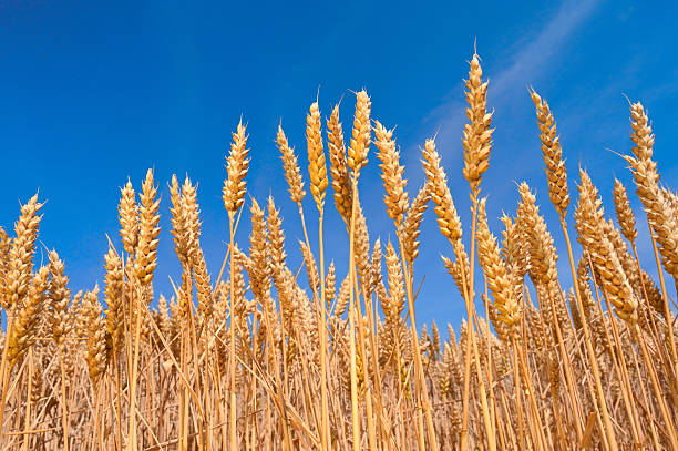Wheat ears, field of wheat, grain