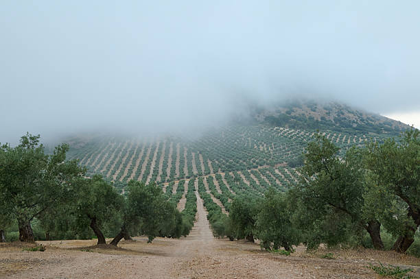 A serene rural landscape featuring neat rows of olive trees ascending a tranquil hilly slope, partially veiled by mist, evoking a sense of calm and natural beauty.