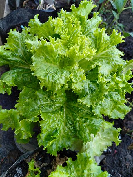 Salad vegetable plants growing green and fresh in the yard