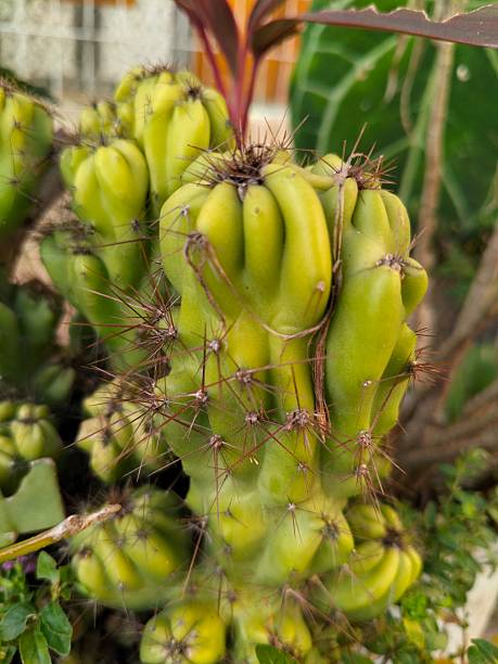 istock closeup of a cactus plant 2225601574