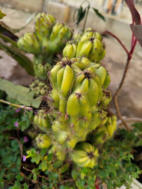 istock cactus plants planted in pots 2225601605