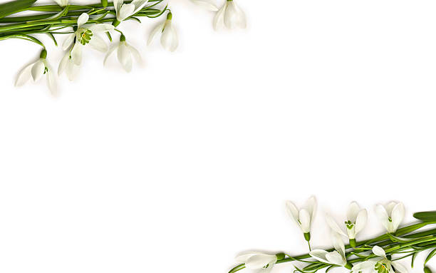 istock Frame of beautiful white snowdrops (Galanthus nivalis) on a white background with space for text. Top view, flat lay 2225610079