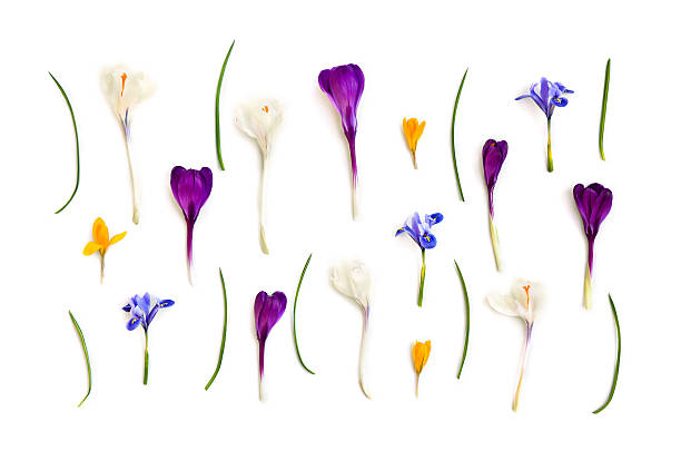 istock Violet, white, yellow crocuses (Crocus vernus) and blue Iris persica (Persian Iris, bulbous iris) on a white background. Top view, flat lay. 2225610141