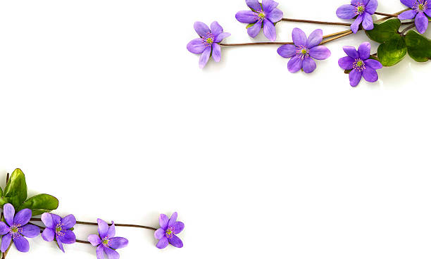 istock Frame of violet flowers hepatica (liverleaf or liverwort) on a white background with space for text. Top view, flat lay. 2225610447