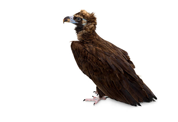 istock Cinereous vulture ( Aegypius monachus, known as the black vulture, monk vulture ) on a white background 2225610690