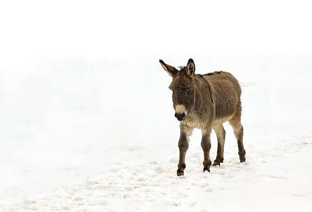 Donkey ( Equus africanus asinus ) walking in the snow on a white background