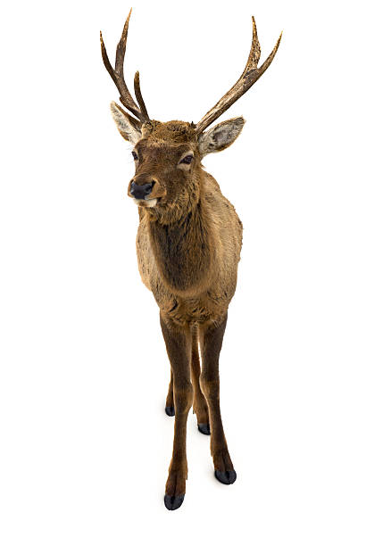 istock Red deer (Cervus elaphus) male on white background 2225610862