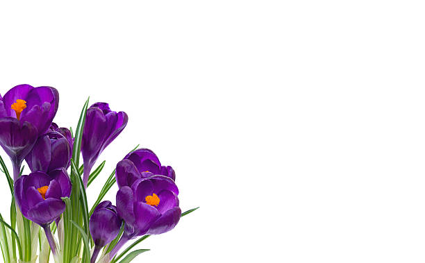 istock Bouquet of beautiful spring flowers violet crocuses on a white background with space for text 2225610907