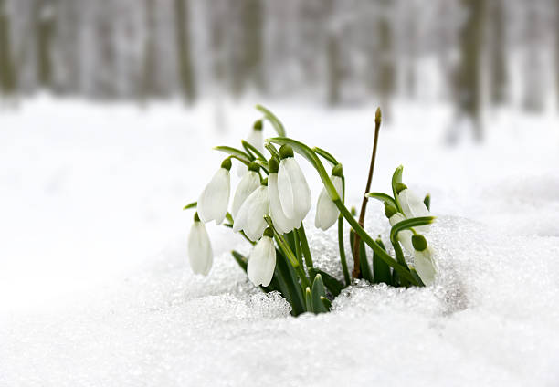 istock Spring flowers white snowdrops (Galanthus nivalis) in snow in the forest 2225611318
