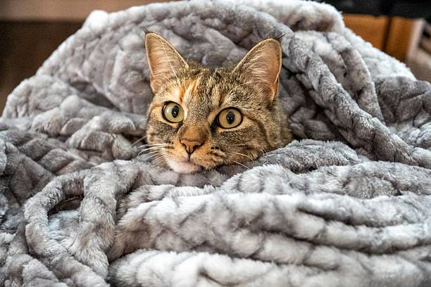 A playful cat is comfortably laying beneath a warm blanket and curiously looking at the camera with its adorable gaze