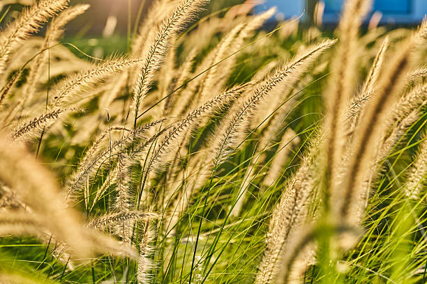 istock Wild reed flowers flutter in the wind 2225614033