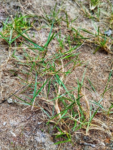 istock Green grass in the park background 2225614520
