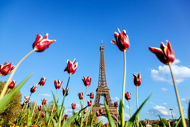 istock Spring Tulips Blooming with Eiffel Tower in the Background Under Blue Skies 2225615447