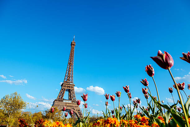 The Eiffel Tower stands majestically with colorful tulips in the foreground, highlighted under a clear blue sky. This iconic Parisian landmark offers a perfect springtime scene full of vibrancy and charm.