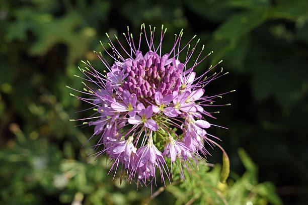 istock Purple Flower Morning 2225615628
