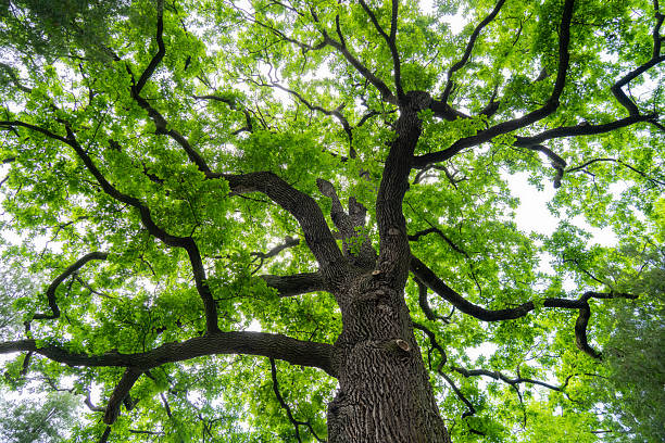 istock Majestic English Oak Tree Symbolizing Strength and Longevity – Towering Branches and Lush Green Canopy Representing Nature’s Enduring Power Across Generations 2225616006