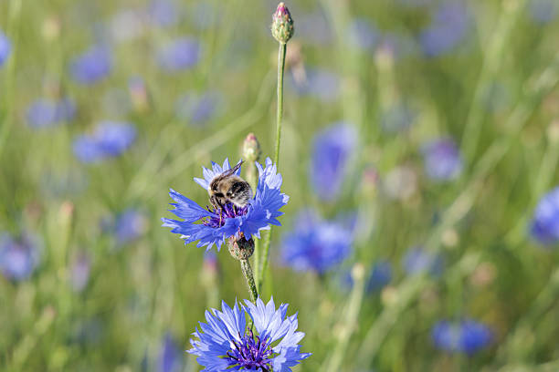 istock Close-up of a Bee on a Blue Cornflower 2225616130