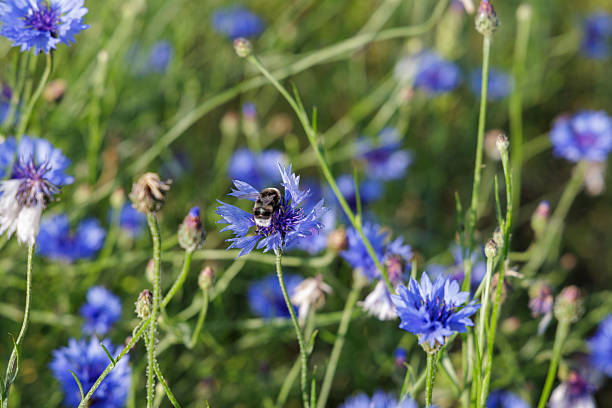 istock Close-up of a Bee on a Blue Cornflower 2225616131
