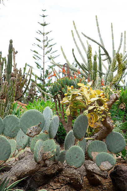 istock Madeira Botanical Garden in Funchal 2225616260