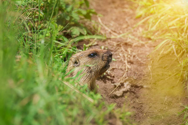 istock A groundhog in a grassy field under warm sunlight, showcasing its natural 2225617523