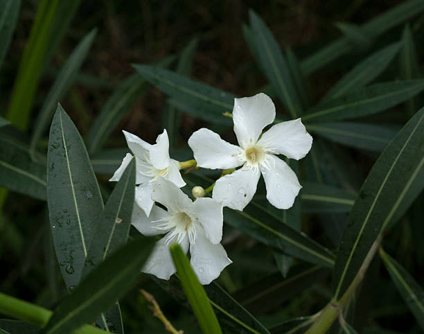 Floral. Closeup view of Nerium oleander flowers of white petals, blooming in the garden.