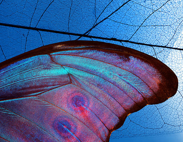 istock Bright blue wing of blue tropical morpho butterfly against skeleton leaf background. Blue tropical background 2225617676