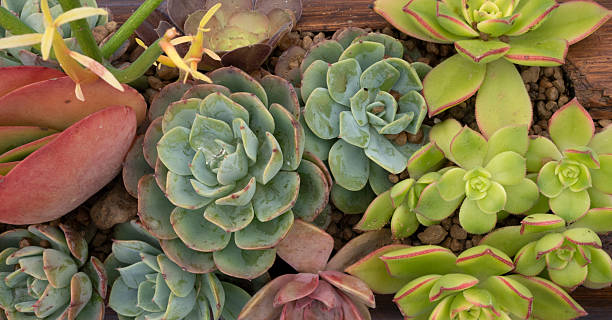 istock Exotic succulents foliage background 2225618197