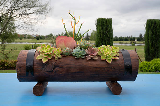 Succulent arrangement in a wooden trunk pot with different species, colors and textures, such as Echeveria, Euphorbia, Kalanchoe and Aeonium.