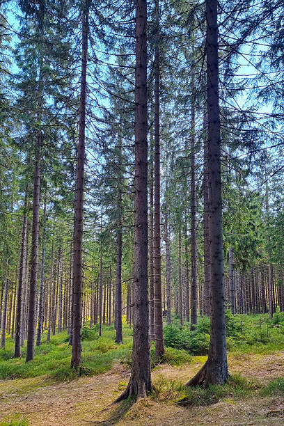 istock Majestic Forest Landscape with Sunlit Pines in Springtime Serenity 2225620051