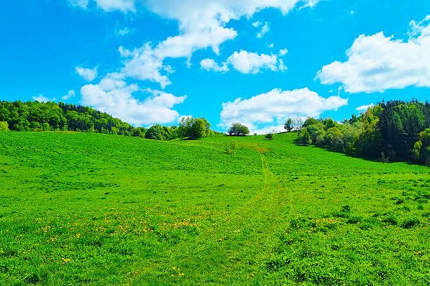 istock Vibrant Green Meadow with Blue Sky for Scenic Landscape Prints 2225620055