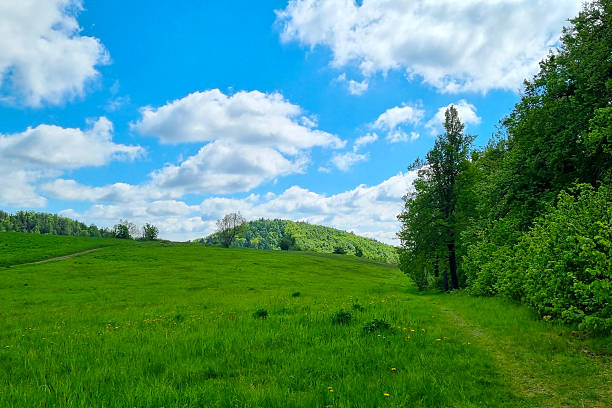Tranquil Spring Landscape with Lush Green Meadow and Blue Sky for Nature-Themed Design