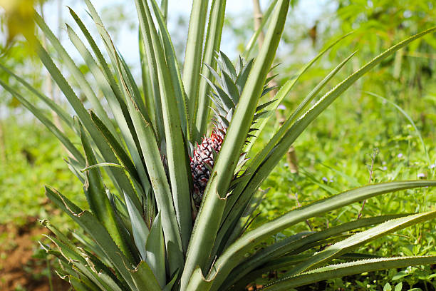 Close up of garden-grown Ananas comosus, pineapple  on its parent plant, Sri Lanka