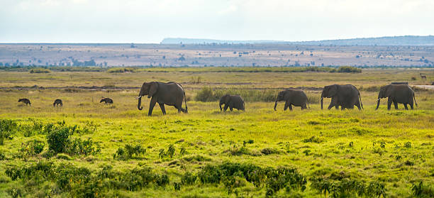 istock elephant herd with hyenas in front of them 2225620630