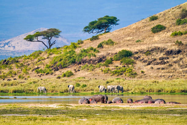 istock hippos and elephants landscape scene 2225620758