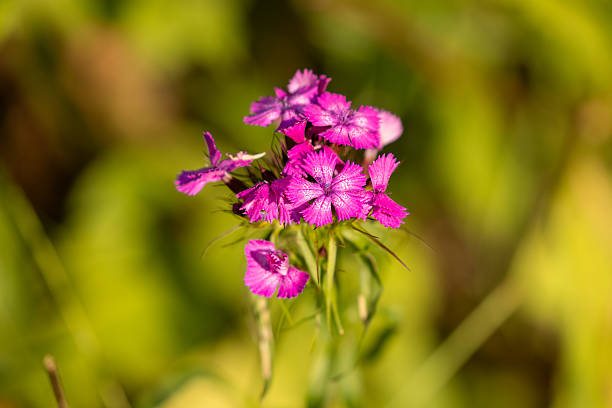 Wild Sweet William (Dianthus barbatus) in Bloom in a Grassland