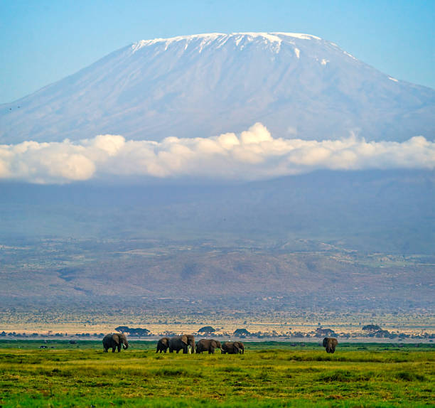 herd of elephants with kilimanjaro backdrop