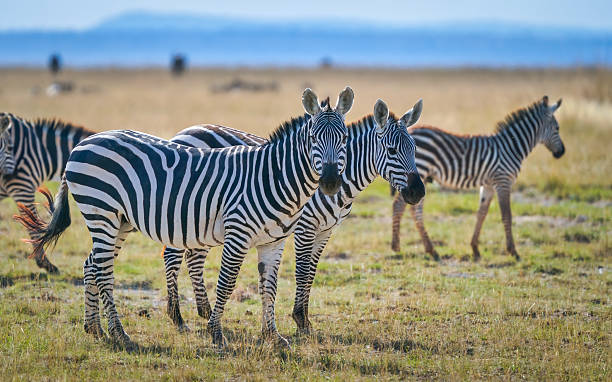 istock a group of zebras in the savannah 2225620848